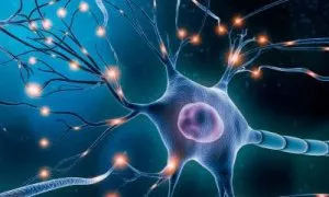 Cursos i Programes de Vendes i Negociació des de la Neurociència: L’Art de tancar acords