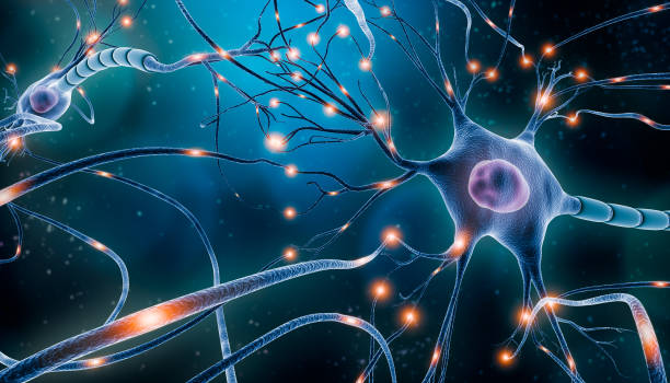 istockphoto 1216658919 612x612